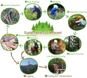 (sourced from www.mitsui.com) An example of sustainable forest maintenance. 