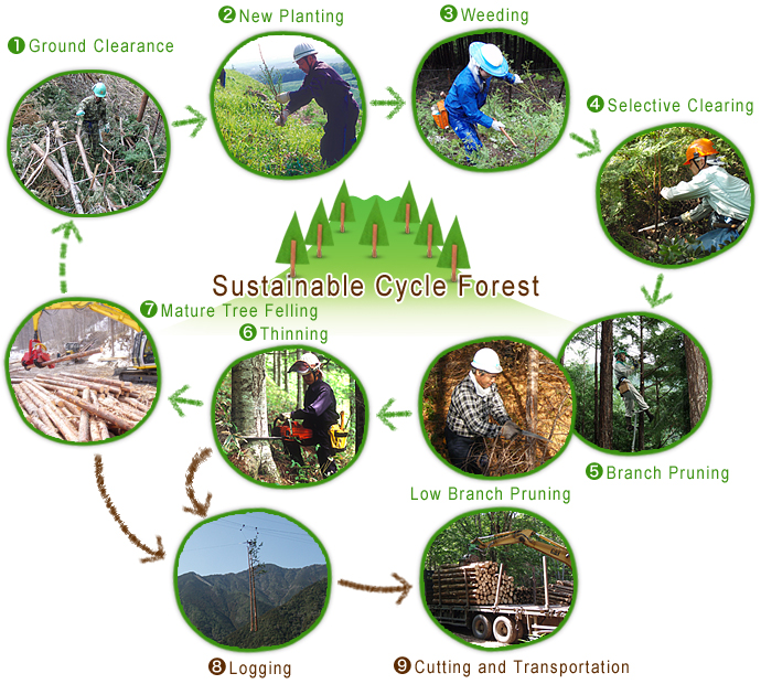 biomass cycle